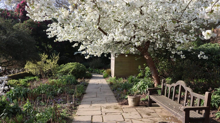 White Cherry Blossom tree in bloom above a wooden bench, with a flagstone path leading away.